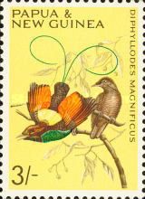 Magnificent Bird-of-paradise (Diphyllodes magnificus)
