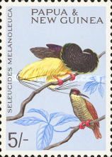 Twelve-wired Bird-of-paradise (Seleucides melanoleuca)