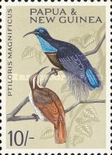 Magnificent Riflebird (Ptiloris magnificus)