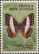 Daggerwing (Marpesia acilia tervisia)