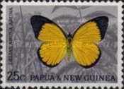 Golden Jezebel (Delias aruna aruna)