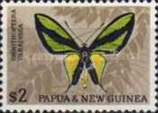 Paradise Birdwing (Ornithoptera paradisea)