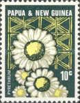 Dalmatian Pyrethrum (Chrysanthemum cinerariifolium)