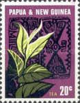 Tea plant (Camellia sinensis)