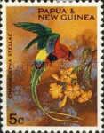Papuan Lorikeet (Charmosyna stellae)