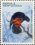 Pesquet's Parrot (Psittrichas fulgidus)