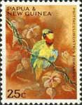Edwards's Fig-Parrot (Psittaculirostris edwardsii)