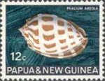 Checkerboard Bonnet (Phalium areola)