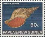 Triton's Trumpet (Charonia tritonis)