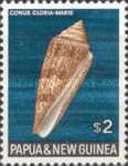 Glory of the Sea Cone (Conus gloriamaris)