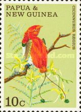 King Bird-of-paradise (Cicinnurus regius)