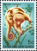 Common Spotted Cuscus (Phalanger maculatus)