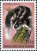 Long-fingered Triok (Dactylonax palpator)