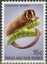 Feather-tailed Possum (Distoechurus pennatus)