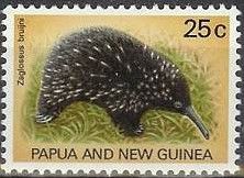 Long-beaked Echidna (Zaglossus bruijni)