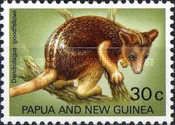 Goodfellow's Tree Kangaroo (Dendrolagus goodfellowi)