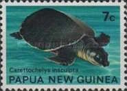Pig-nosed Turtle (Carettochelys insculpta)