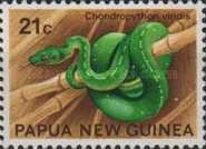 Green Tree Python (Chondropython viridis)