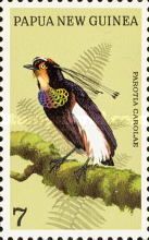 Carola’s Parotia (Parotia carolae)