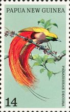 Goldie's Bird-of-paradise (Paradisaea decora)
