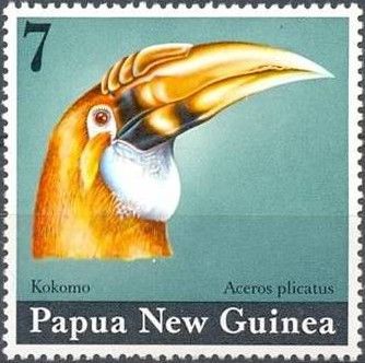 Blyth's Hornbill (Aceros plicatus)