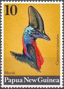 Southern Cassowary (Casuarius casuarius)