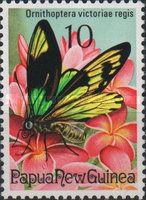 Queen Victoria Birdwing (Ornithoptera victoriae regis)