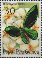 Birdwing Butterfly (Ornithoptera allottei)