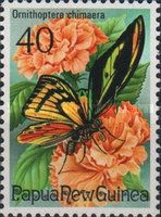 Chimaera Birdwing (Ornithoptera chimaera)