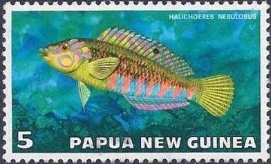 Nebulous Wrasse (Halichoeres nebulosus)