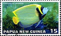 Emperor Angelfish (Pomacanthus imperator)