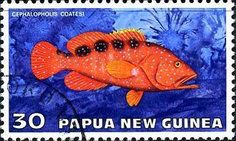 Freckled Rock-cod (Cephalopholis coatesi)
