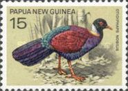 Pheasant Pigeon (Otidiphaps nobilis)