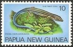 Pacific Blue-tailed Skink (Emoia caeruleocauda)