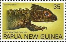 Crocodile Skink (Tribolonotus gracilis)