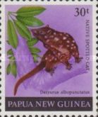 Native Spotted Cat (Dasyurus albopunctatus)