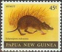 Long-nosed Spiny Bandicoot (Echymipera rufescens)