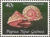 Porcelain Snail (Rhynchotrochus strabo)