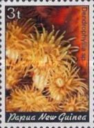 Cup Coral (Dendrophyllia sp.)