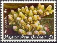 Finger Coral (Acropora humilis)