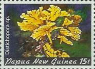 Lace Coral (Distichopora sp.)