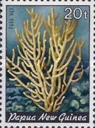 Bamboo Coral (Isis sp.)