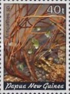 Black Coral (Antipathes sp.)