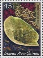Cup Coral (Turbinarea sp.)