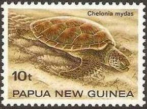 Green Sea Turtle (Chelonia mydas)