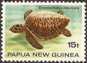 Hawksbill Turtle (Eretmochelys imbricata)