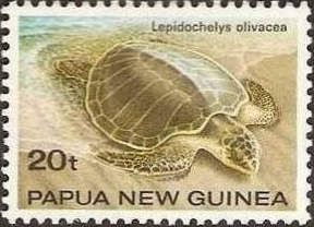 Olive Ridley Sea Turtle (Lepidochelys olivacea)