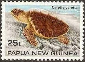 Loggerhead (Caretta caretta)