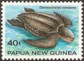 Leatherback Sea Turtle (Dermochelys coriacea)