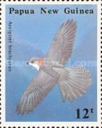 New Britain Sparrowhawk (Accipiter brachyurus) in flight